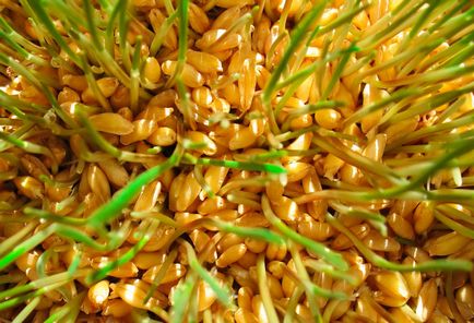 Пророщена пшениця користь і як її приймати