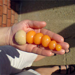 Процес розвитку і кладка яйця у курки