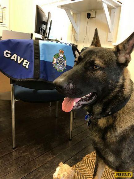 Câinele a fost concediat de la academia de poliție pentru un temperament bun (10 fotografii)