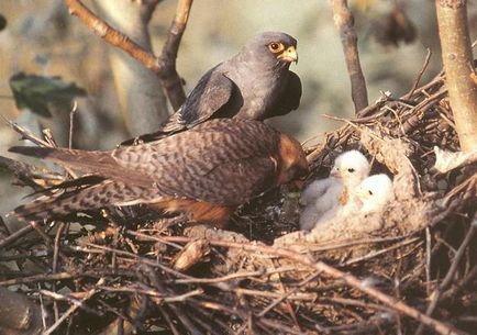 Păsări de curte Kobchik - descriere și caracteristici