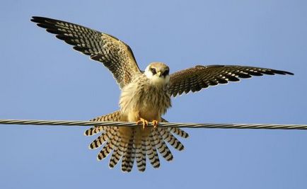 Птах кобчик - опис і характеристики