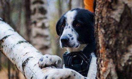 A golyó a szervezetben a vezeték nyakában