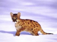 Puma, cougar, puma (felis concolor), subspecii puma, omens, lână, habitate,