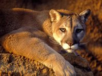 Puma, cougar, puma (felis concolor), subspecii puma, omens, lână, habitate,