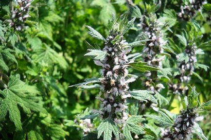 Motherwort лечебни свойства и противопоказания за мъже, жени, деца