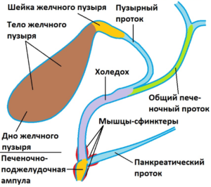 Розміри жовчного міхура в нормі у дорослих і дітей