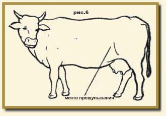 Розведення великої рогатої худоби - велика рогата худоба