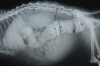 A X-ray átmérője a vastagbél normális macskák és macskák székrekedés a macskák (vastag) A X-ray átmérője a vastagbél normális macskák és macskák székrekedés a macskák
