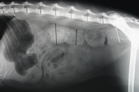 Рентгенографічний діаметр товстого кишечника у нормальних кішок і котів з запором і у кішок з