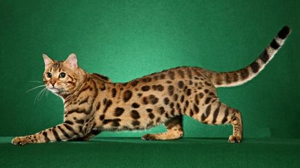 Evaluarea celor mai mari pisici din lume