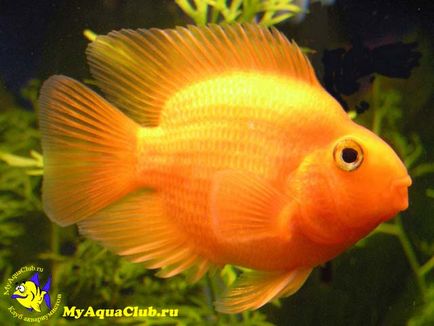 Риба папуга або червоний папуга (red parrot cichlid)