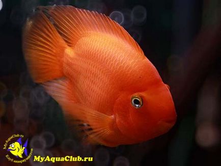 Риба папуга або червоний папуга (red parrot cichlid)