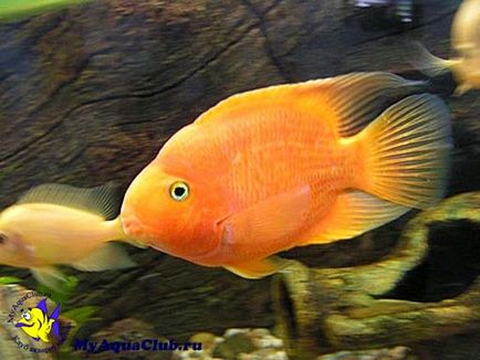 Риба папуга або червоний папуга (red parrot cichlid)