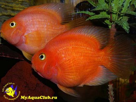 Риба папуга або червоний папуга (red parrot cichlid)
