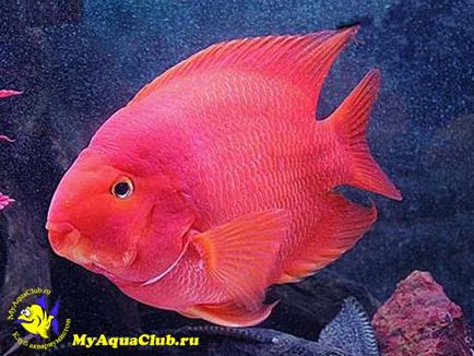 Риба папуга або червоний папуга (red parrot cichlid)