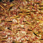 Pește garra rufa și peeling-le (peeling) Garraf rufa pește și peeling-le