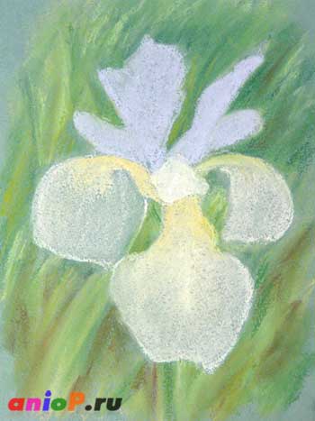 Deseneaza o schita a unei flori de iris cu pasteluri - deseneaza lectii cu creioane si pasteluri