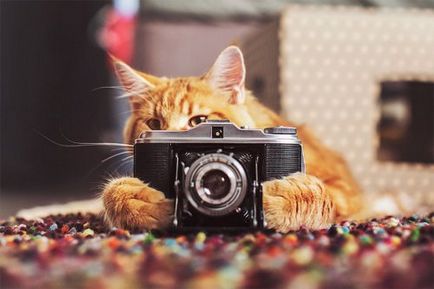 Chop gyömbér macska fotók Christina Makeeva (26 fotó)