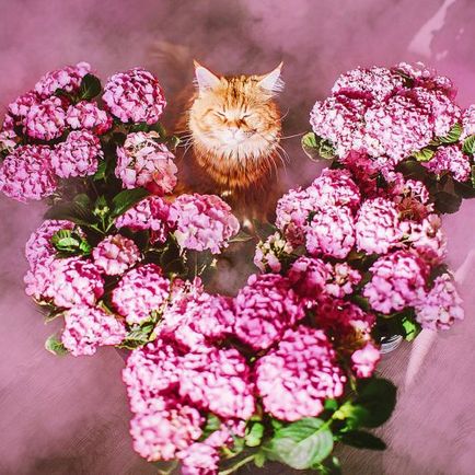 Chop gyömbér macska fotók Christina Makeeva (26 fotó)