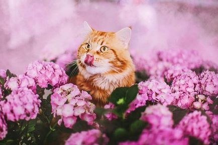 Piesă roșie de pisică în fotografiile lui Christina Mackieva (26 fotografii)