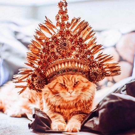 Рудий кіт котлета в фотографіях христини Макєєвої (26 фото)