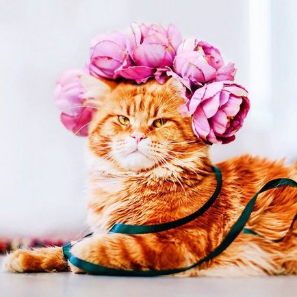 Piesă roșie de pisică în fotografiile lui Christina Mackieva (26 fotografii)