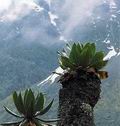 Rwenzori - munții lunari, pe versanții munților plantele se transformă în giganți, lumea indienilor