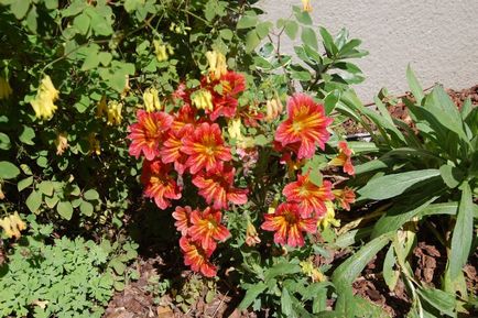 Salpiglossis crescând din semințe, fotografie, plantare, îngrijire