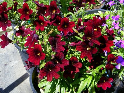 Salpiglossis crescând din semințe, fotografie, plantare, îngrijire