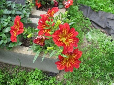 Salpiglossis crescând din semințe, caracteristici ale plantelor de îngrijire și foto, ls