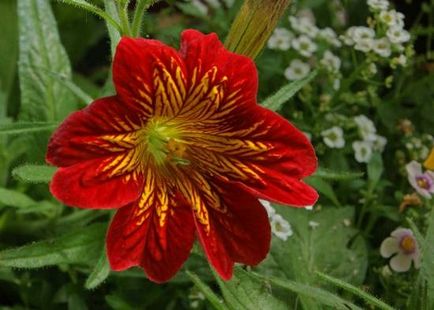 Salpiglossis crescând din semințe, caracteristici ale plantelor de îngrijire și foto, ls