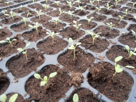 Salpiglossis növekvő magról, különösen a gondozás és fotó növények, ls (otthoni és hobbi) Salpiglossis növekvő magról, különösen a gondozás és fotó növények, az ls