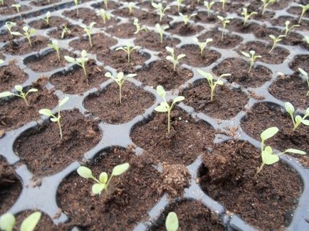 Salpiglossis crescând din semințe, caracteristici ale plantelor de îngrijire și foto, ls