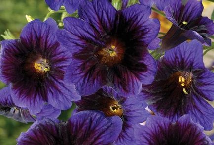 Salpiglossis növekvő magról, különösen a gondozás és fotó növények, ls (otthoni és hobbi) Salpiglossis növekvő magról, különösen a gondozás és fotó növények, az ls