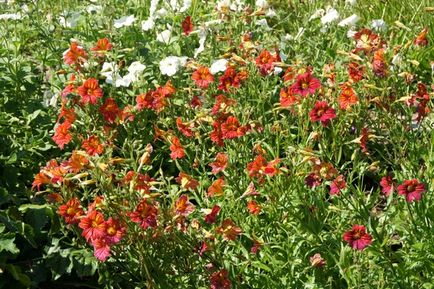 Salpiglossis crescând din semințe, caracteristici ale plantelor de îngrijire și foto, ls