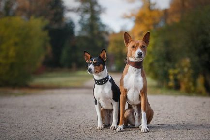 A legismertebb afrikai kutyafajta basenji ismeri az összes Afrika