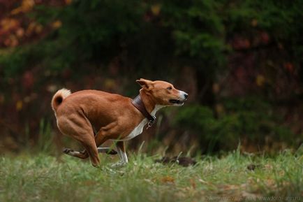 Cea mai faimoasă rasă africană de câini este familiarizată cu Basenji, totul despre Africa