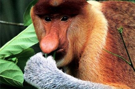 Найстрашніша мавпа - жива природа