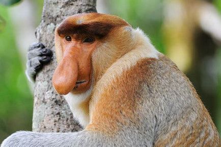 Scariest Monkey - Wildlife