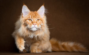 Найбільші домашні кішки походження і опис порід