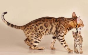 Найбільші домашні кішки походження і опис порід