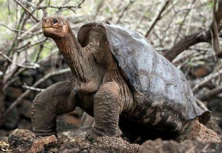 Самі довгоживучі тварини в світі, цікаві факти