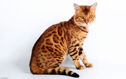 A legdrágább macska top 10, fotókkal és árak