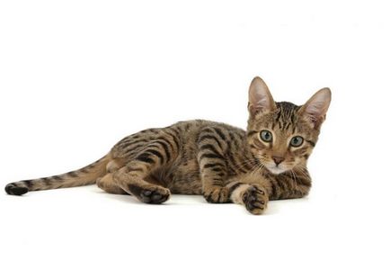 Cele mai scumpe pisici de top-10, cu fotografii și prețuri