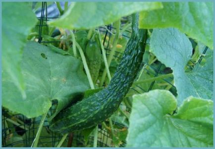 A legjobb fajta üvegházi uborka termesztésére Szibériában (fotó, vélemény)