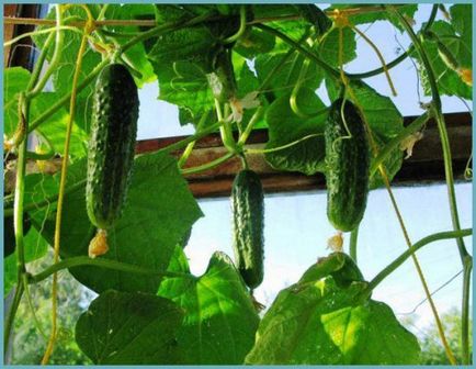 Найкращі сорти огірків для вирощування в теплицях в сибіру (фото, відгуки)