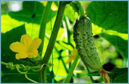 A legjobb fajta üvegházi uborka termesztésére Szibériában (fotó, vélemény)