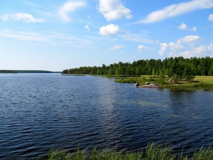 Cele mai pitoresti paduri din apropiere de Sankt-Petersburg, blog-ul fiesta