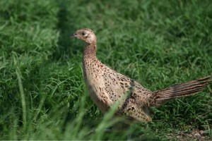 Titlu fazan feminin, fotografie și descriere