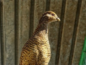 Titlu fazan feminin, fotografie și descriere